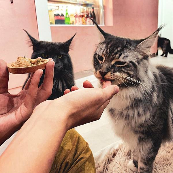 241018 貓奴日常:紅玥緬因貓藝廊I一家全預約制的貓咪咖 241018 貓奴日常:紅玥緬因貓藝廊I一家全預約制的貓咪咖