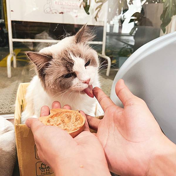 241018 貓奴日常:紅玥緬因貓藝廊I一家全預約制的貓咪咖 241018 貓奴日常:紅玥緬因貓藝廊I一家全預約制的貓咪咖