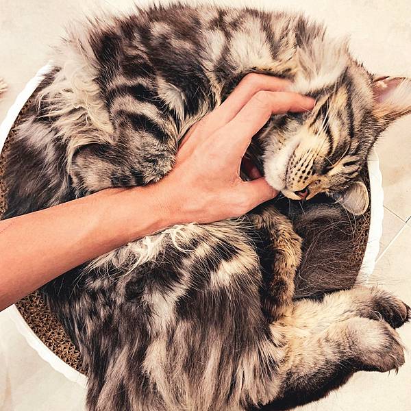 241018 貓奴日常:紅玥緬因貓藝廊I一家全預約制的貓咪咖 241018 貓奴日常:紅玥緬因貓藝廊I一家全預約制的貓咪咖