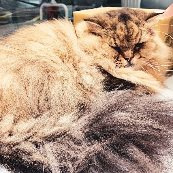 LINE_ALBUM_貓咪咖啡廳_221207_12.jpg LINE_ALBUM_貓咪咖啡廳_221207_12.jpg