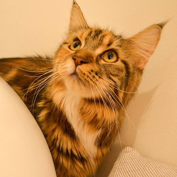 241018 貓奴日常:紅玥緬因貓藝廊I一家全預約制的貓咪咖 241018 貓奴日常:紅玥緬因貓藝廊I一家全預約制的貓咪咖